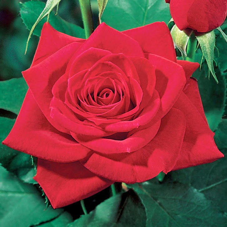 hybrid tea3
